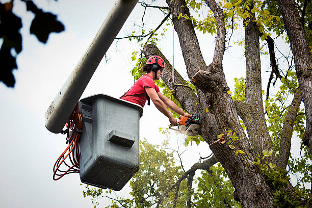 How Our Tree Care Process Works  in  Burgettstown, PA